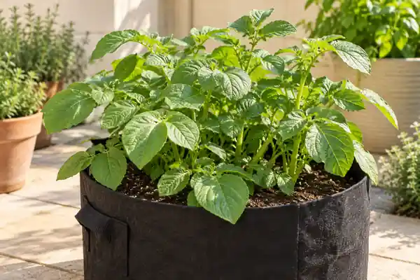 Illustration of healthy potato foliage growing in a broad fabric bag on a sunny patio