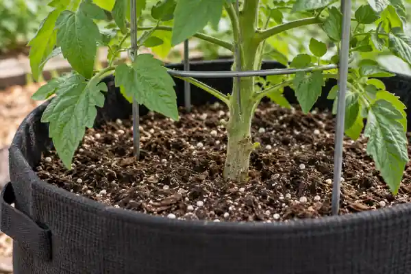 Illustration of a tomato stem and cage rooted in potting mix inside a fabric grow bag